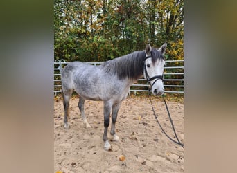 Más ponis/caballos pequeños, Caballo castrado, 4 años, 151 cm, Tordo rodado