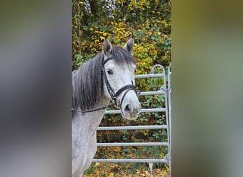 Más ponis/caballos pequeños, Caballo castrado, 4 años, 151 cm, Tordo rodado