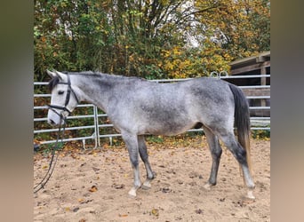 Más ponis/caballos pequeños, Caballo castrado, 4 años, 151 cm, Tordo rodado