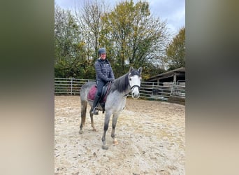 Más ponis/caballos pequeños, Caballo castrado, 4 años, 151 cm, Tordo rodado