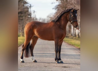 Más ponis/caballos pequeños, Caballo castrado, 4 años, 152 cm, Castaño