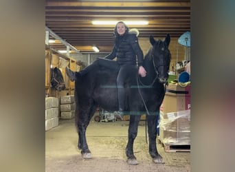 Más ponis/caballos pequeños, Caballo castrado, 4 años, 153 cm, Negro