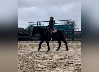 Más ponis/caballos pequeños, Caballo castrado, 4 años, 153 cm, Negro