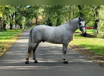 Más ponis/caballos pequeños, Caballo castrado, 4 años, 155 cm