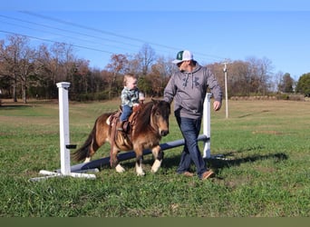 Más ponis/caballos pequeños, Caballo castrado, 4 años, 94 cm, Buckskin/Bayo