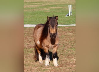 Más ponis/caballos pequeños, Caballo castrado, 4 años, 94 cm, Buckskin/Bayo