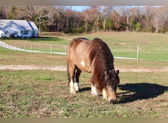 Más ponis/caballos pequeños, Caballo castrado, 4 años, 94 cm, Buckskin/Bayo