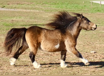 Más ponis/caballos pequeños, Caballo castrado, 4 años, 94 cm, Buckskin/Bayo