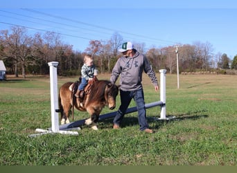 Más ponis/caballos pequeños, Caballo castrado, 4 años, 94 cm, Buckskin/Bayo