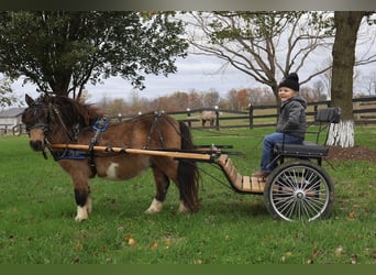 Más ponis/caballos pequeños, Caballo castrado, 4 años, 94 cm, Buckskin/Bayo