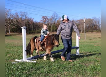 Más ponis/caballos pequeños, Caballo castrado, 4 años, 94 cm, Buckskin/Bayo