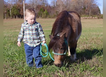 Más ponis/caballos pequeños, Caballo castrado, 4 años, 94 cm, Buckskin/Bayo