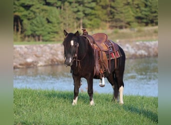 Más ponis/caballos pequeños, Caballo castrado, 4 años, 94 cm, Pío