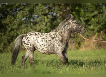 Más ponis/caballos pequeños Mestizo, Caballo castrado, 4 años, 95 cm, Atigrado/Moteado