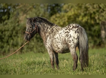 Más ponis/caballos pequeños Mestizo, Caballo castrado, 4 años, 95 cm, Atigrado/Moteado