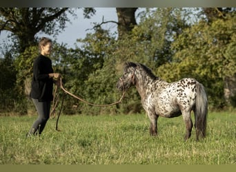 Más ponis/caballos pequeños Mestizo, Caballo castrado, 4 años, 95 cm, Atigrado/Moteado