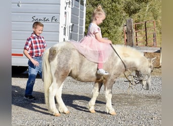 Más ponis/caballos pequeños, Caballo castrado, 4 años, 97 cm, Pío