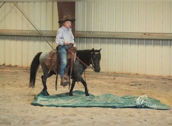 Más ponis/caballos pequeños, Caballo castrado, 4 años, 97 cm, Ruano azulado