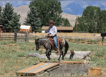 Más ponis/caballos pequeños, Caballo castrado, 4 años, 97 cm, Ruano azulado