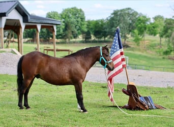 Más ponis/caballos pequeños, Caballo castrado, 5 años, 102 cm, Castaño rojizo