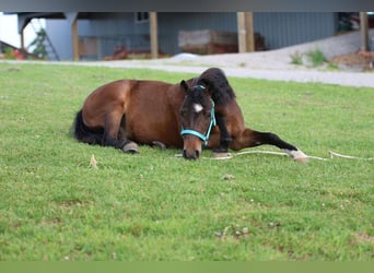 Más ponis/caballos pequeños, Caballo castrado, 5 años, 102 cm, Castaño rojizo