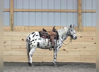 Más ponis/caballos pequeños, Caballo castrado, 5 años, 112 cm, Atigrado/Moteado