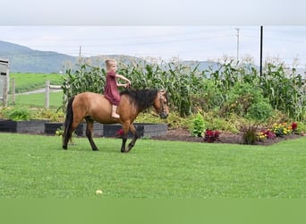 Más ponis/caballos pequeños, Caballo castrado, 5 años, 112 cm, Buckskin/Bayo