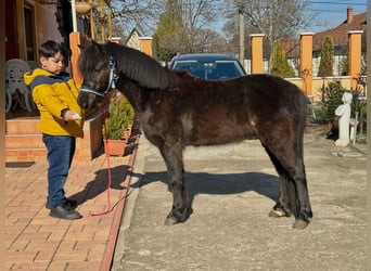 Más ponis/caballos pequeños, Caballo castrado, 5 años, 113 cm, Negro