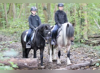 Más ponis/caballos pequeños, Caballo castrado, 5 años, 125 cm, Negro