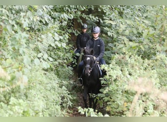 Más ponis/caballos pequeños, Caballo castrado, 5 años, 125 cm, Negro