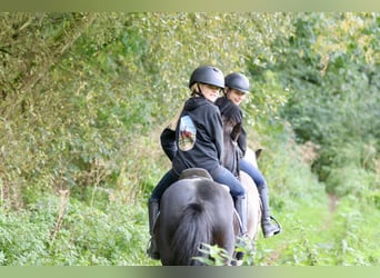 Más ponis/caballos pequeños, Caballo castrado, 5 años, 125 cm, Negro