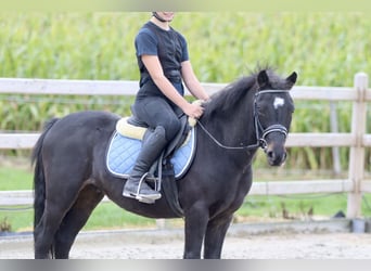 Más ponis/caballos pequeños, Caballo castrado, 5 años, 125 cm, Negro