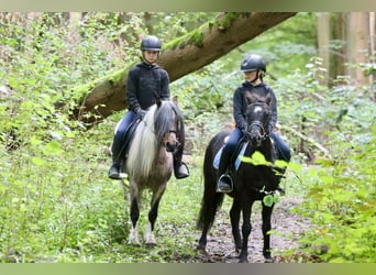 Más ponis/caballos pequeños, Caballo castrado, 5 años, 125 cm, Negro