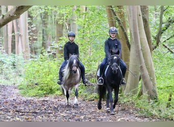 Más ponis/caballos pequeños, Caballo castrado, 5 años, 125 cm, Negro