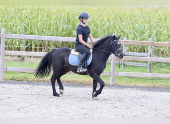 Más ponis/caballos pequeños, Caballo castrado, 5 años, 125 cm, Negro