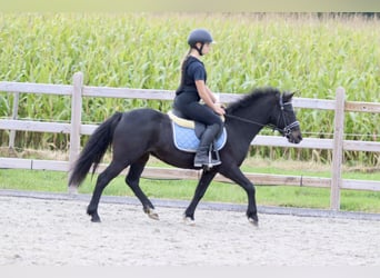 Más ponis/caballos pequeños, Caballo castrado, 5 años, 125 cm, Negro