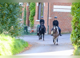 Más ponis/caballos pequeños, Caballo castrado, 5 años, 125 cm, Negro