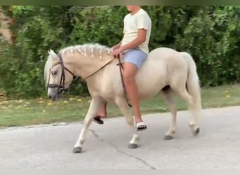 Más ponis/caballos pequeños, Caballo castrado, 5 años, 125 cm, Palomino