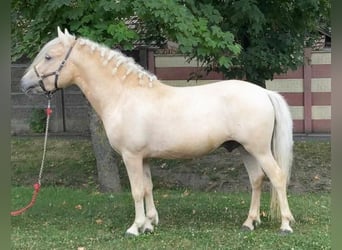 Más ponis/caballos pequeños, Caballo castrado, 5 años, 125 cm, Palomino