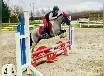 Más ponis/caballos pequeños, Caballo castrado, 5 años, 128 cm, Pío