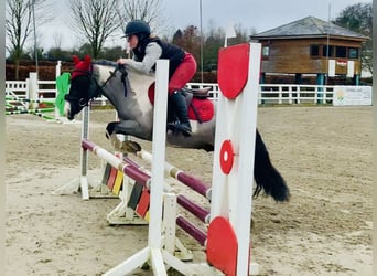 Más ponis/caballos pequeños, Caballo castrado, 5 años, 128 cm, Pío