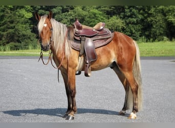 Más ponis/caballos pequeños, Caballo castrado, 5 años, 130 cm, Alazán rojizo