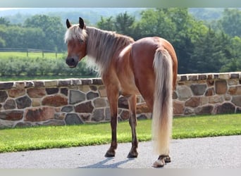 Más ponis/caballos pequeños, Caballo castrado, 5 años, 130 cm, Alazán rojizo