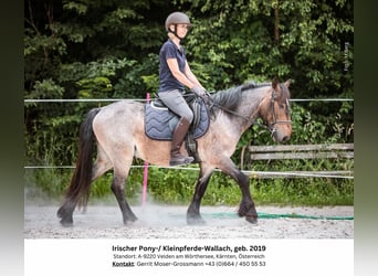 Más ponis/caballos pequeños, Caballo castrado, 5 años, 132 cm, Ruano alazán