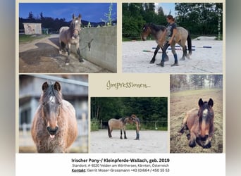 Más ponis/caballos pequeños, Caballo castrado, 5 años, 132 cm, Ruano alazán