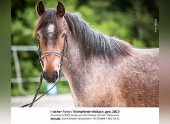 Más ponis/caballos pequeños, Caballo castrado, 5 años, 132 cm, Ruano alazán