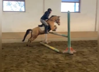 Más ponis/caballos pequeños, Caballo castrado, 5 años, 135 cm, Bayo