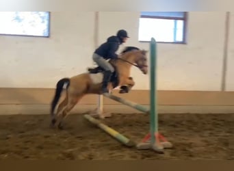 Más ponis/caballos pequeños, Caballo castrado, 5 años, 135 cm, Bayo