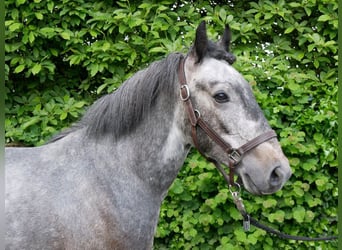 Más ponis/caballos pequeños, Caballo castrado, 5 años, 135 cm