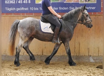 Más ponis/caballos pequeños, Caballo castrado, 5 años, 135 cm